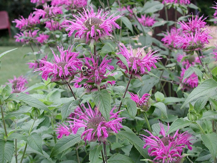 Monarda didyma 'Blue Stocking'